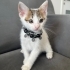 MİNİK HUGO ailesi için hazır fotoğraf