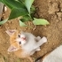 Sarman oğluşa yuva fotoğraf