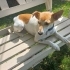 TUVALET EĞİTİMLİ JRUSSEL TERRIER MELEZİ..!! fotoğraf