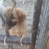 JACK RUSSEL TERRIER VE ORTA IRK MELEZİ fotoğraf