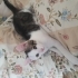 VAN MELEZİ CAN TANESİ ÇOOOKKK UYSAL..!! fotoğraf