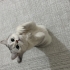 DİNO SCOTTİSH FOLD fotoğraf