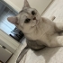 DİNO SCOTTİSH FOLD fotoğraf