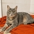 EĞER YUVA BULAMAZSA SOKAĞA GİDECEK (ÇOK ACİL ) fotoğraf