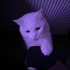 ANKARA KEDİSİ - İZMİR İÇİ ÜCRETSİZ SAHİPLENDİRME fotoğraf