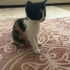 2 AYLIK CALICO BEBEĞE ÖMÜRLÜK YUVA ARIYORUZ. fotoğraf
