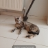 Çok acil geçici yuvada süresi doluyor. fotoğraf