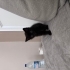 Bebek Kedi Yuva Bekliyor fotoğraf