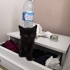 Bebek Kedi Yuva Bekliyor fotoğraf