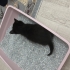 Bebek Kedi Yuva Bekliyor fotoğraf