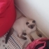 ÖMÜRLÜK YUVA ARANIYOR fotoğraf