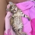 Şaklaban kedi hiç saldırmaz çok uysal fotoğraf