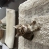 Şaklaban kedi hiç saldırmaz çok uysal fotoğraf