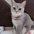 Uyumlu oyuncu ücretsiz fotoğraf