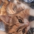 Mırnav,oyuncu ve kucak bebeği fotoğraf