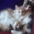 Minnoşlar 6 kardeş fotoğraf