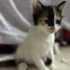 Minnoşlar 6 kardeş fotoğraf