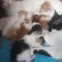 Minnoşlar 6 kardeş fotoğraf
