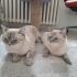 Ücretsiz blue point kediler fotoğraf