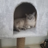 Ücretsiz blue point kediler fotoğraf