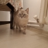 Ücretsiz blue point kediler fotoğraf