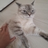 Ücretsiz blue point kediler fotoğraf