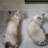 Ücretsiz blue point kediler fotoğraf