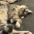 EV KEDİSİNE ÖMÜRLÜK YUVA fotoğraf