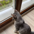 EV KEDİSİNE ÖMÜRLÜK YUVA fotoğraf