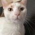 1.5 Yaşında DİŞİ KISIR EV KEDİSİ fotoğraf