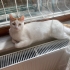 1.5 Yaşında DİŞİ KISIR EV KEDİSİ fotoğraf