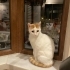 1.5 Yaşında DİŞİ KISIR EV KEDİSİ fotoğraf