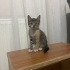 Yavru kedi 2 aylık tekir kum eğitimli fotoğraf