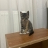 Yavru kedi 2 aylık tekir kum eğitimli fotoğraf