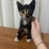 Yavru tekir kedi fotoğraf