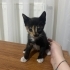 Yavru tekir kedi fotoğraf