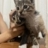 Yavru tekir kedi fotoğraf