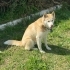 Ücretsiz sahiplenme husky fotoğraf