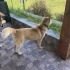 Ücretsiz sahiplenme husky fotoğraf