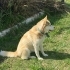 Ücretsiz sahiplenme husky fotoğraf
