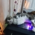 Acil yuvalık kedi fotoğraf