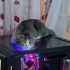 Acil yuvalık kedi fotoğraf