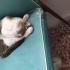 Acil yuvalık kedi fotoğraf
