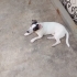 7 aylık Erkek Jack Russel için yuva 🏡 fotoğraf