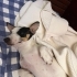 7 aylık Erkek Jack Russel için yuva 🏡 fotoğraf