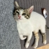 Meraklı, akıllı sevgi dolu Calico güzeli! fotoğraf