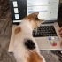 Meraklı, akıllı sevgi dolu Calico güzeli! fotoğraf