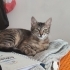 ESKİŞEHİR ACİL YUVA ARANIYOR fotoğraf