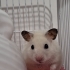 Tatlı ev hayvanı fotoğraf