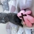 Annesi cins yavru kedi fotoğraf